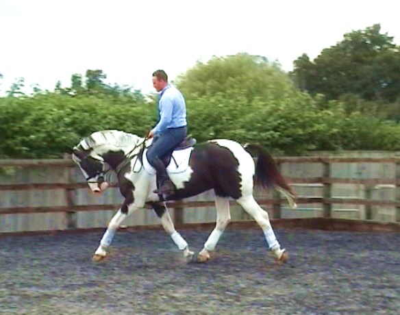 ALQUIN - Roan Piebald